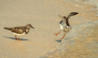 Ruddy Turnstone Surprised ws copy