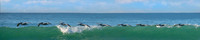 Brown Pelican Composite work  copy ws