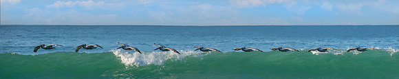 Brown Pelican Composite work  copy ws