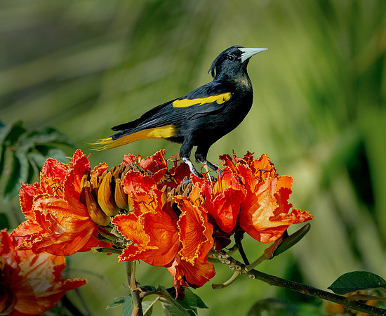 Yellow-winged Cacique ws 7