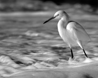 Snowy bw ws size