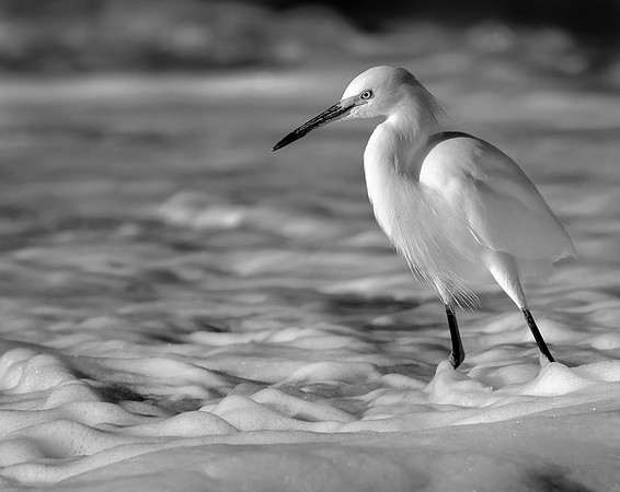 Snowy bw ws size
