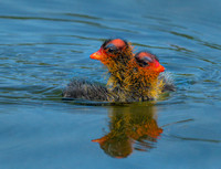 Two Headed Coot Baby ws