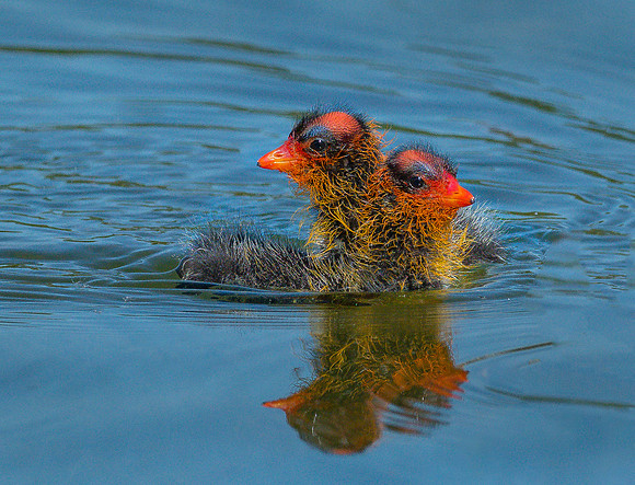 Two Headed Coot Baby ws