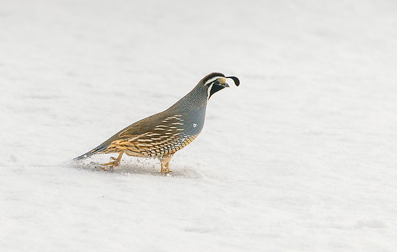 Cold Foot Quail copy ws