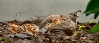 Cute Quail  2 copy ws
