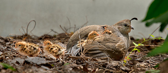 Cute Quail  2 copy ws
