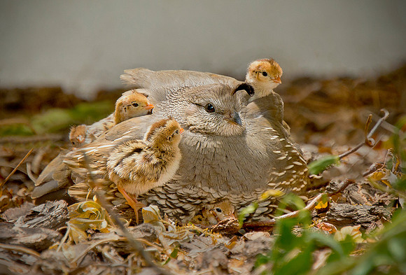 Cute Quail 3 copy ws