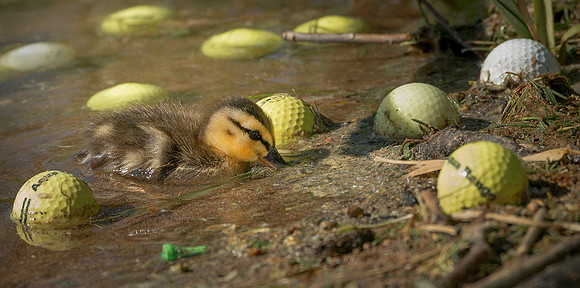 Young mallard looks for food ws