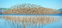 Sonoma Sanderling flock new copy