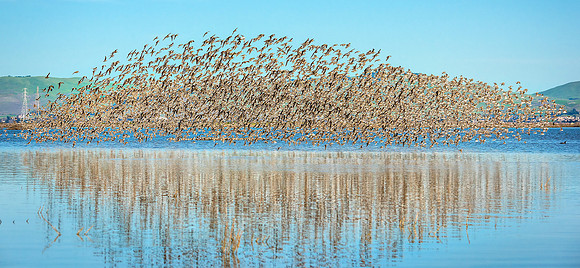 Sonoma Sanderling flock new copy