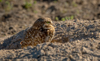 Mud Beak