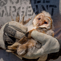 Boise State Raptor Research Center