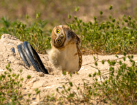 Single Owl Poses, Fledglings