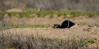 850_2720