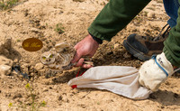 Burrowing Owl Banding 2022