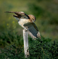 Owls on a stick
