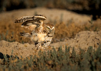 Burrowing Owls