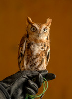 Eastern Screech Owl