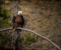 American Bald Eagles