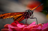 Butterflies_0246