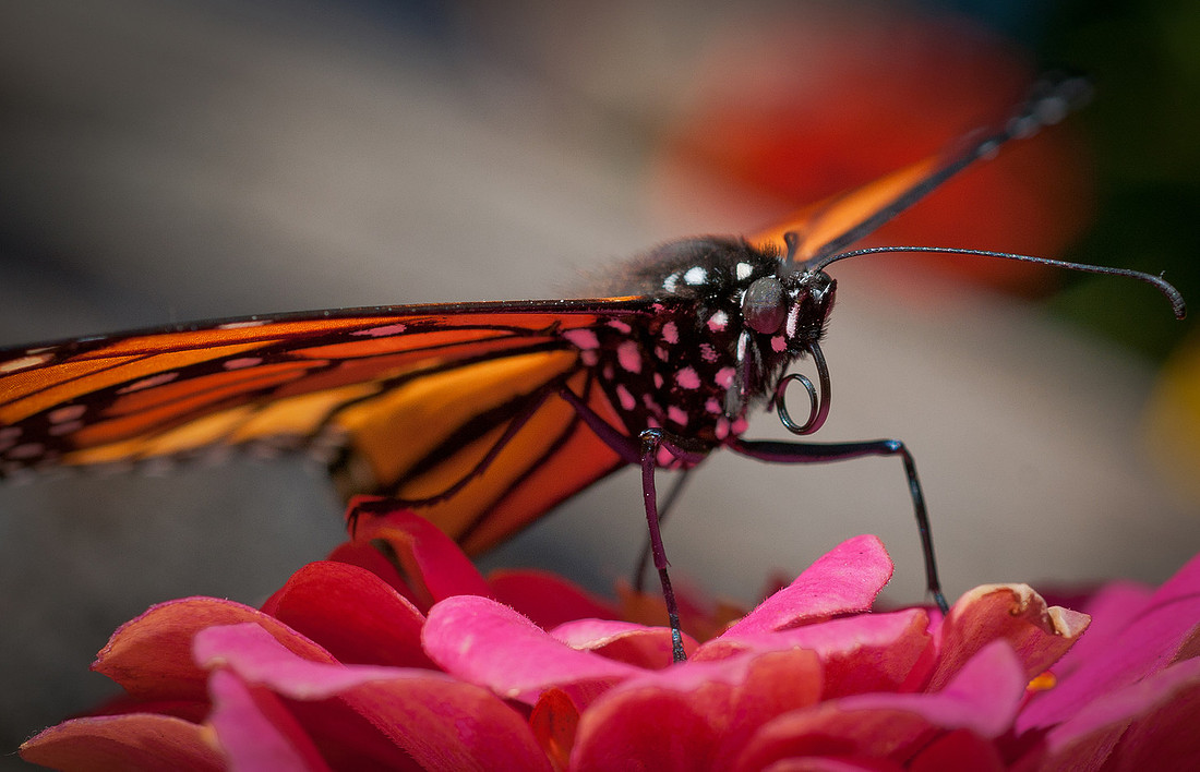 Butterflies_0246
