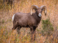 Big Horn Ram in tall grass