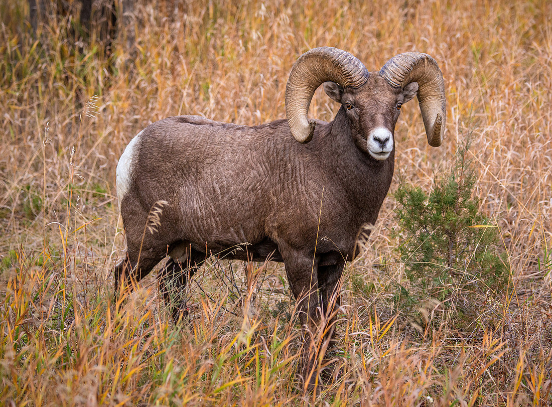 Big Horn Ram in tall grass