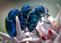 Dogbane Beetle-Chrysochus auratus32
