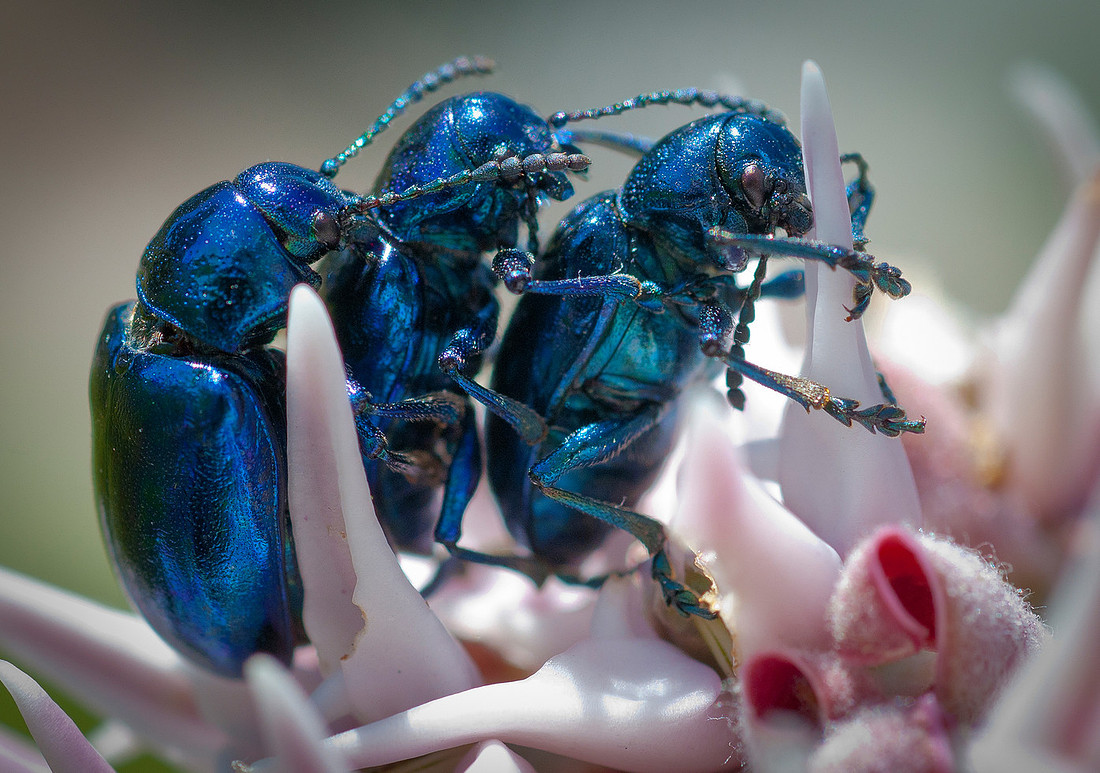 Dogbane Beetle-Chrysochus auratus32