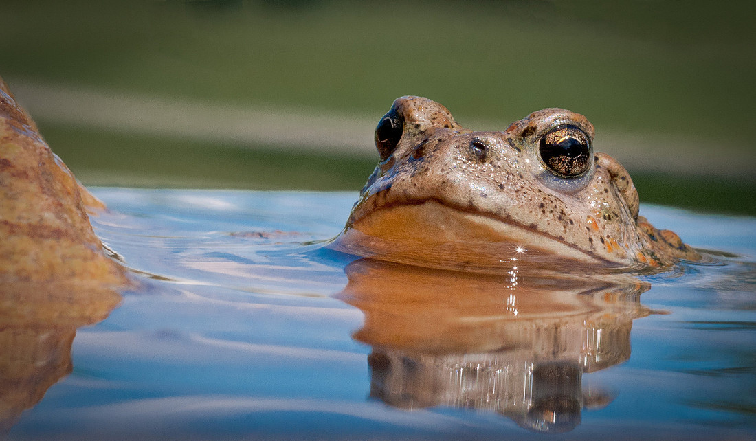 Idaho Toad_0057