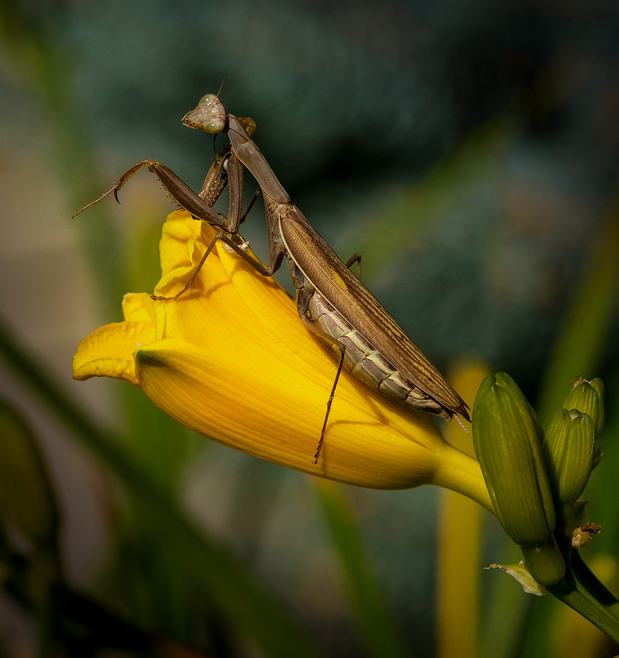 Mantis At Rest pid