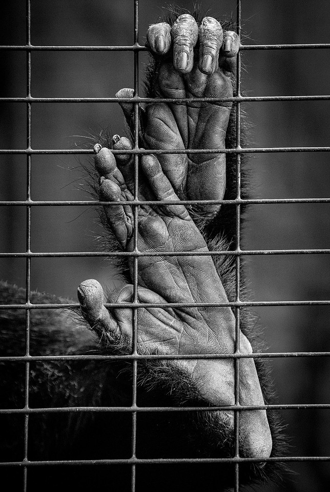 Monkey Feet