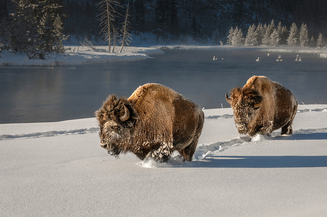 Trail Blazing Bison04