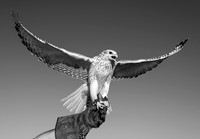 Baby Falcon
