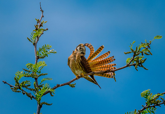Jim Shane.Nature Version.Extreme Preen