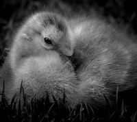 No Rest For The Cute _ Mono