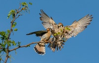 Offering Fly through Service pid