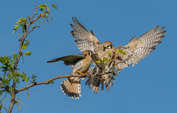 Offering Fly through Service pid