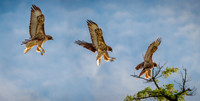 Red Tail Cleared For Landing
