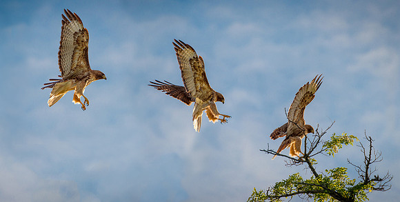 Red Tail Cleared For Landing