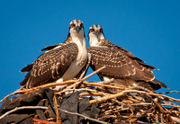 Osprey-Pandion haliaetus066