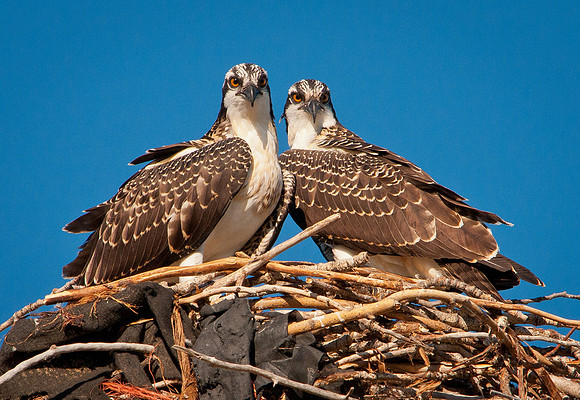 Osprey-Pandion haliaetus066
