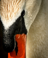 Stare Down