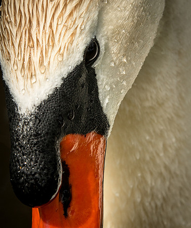 Stare Down