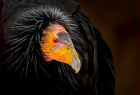 Award Winning Bird Images