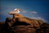Singin On A Rock By The Bay ws