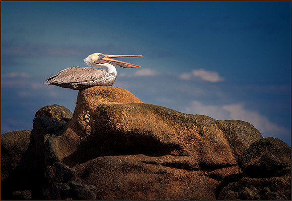 Singin On A Rock By The Bay ws