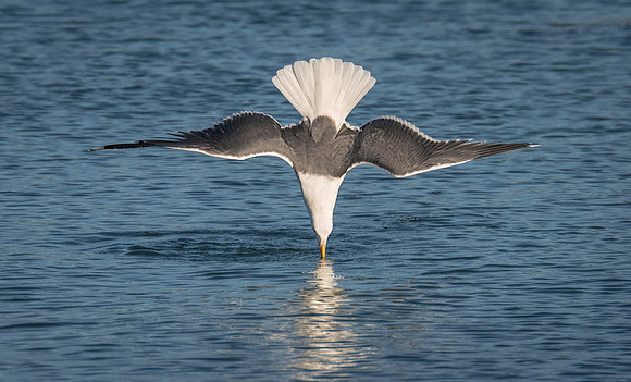 Nose Dive