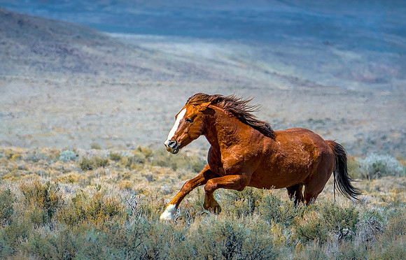 Unbridled Joy 4c